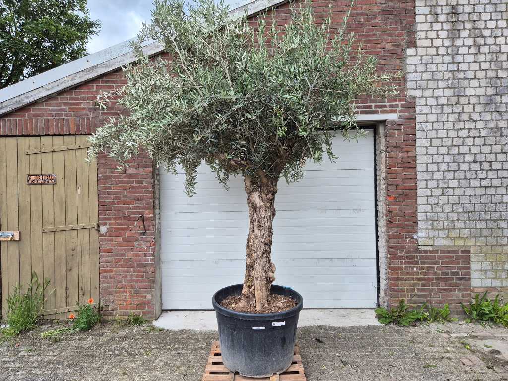 Olivenbaum Bonsai - Olea Euopaea - Höhe ca. 300 cm