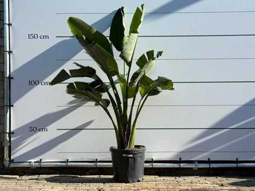 Paradijsvogelplant M - Strelitzia Augusta - hoogte ca. 175 cm