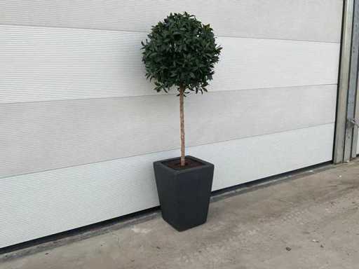 Artificial laurel tree in pot