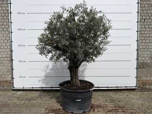 Olivenbaum alter Stamm – Olea Europaea – ca. 75 Jahre alt – Höhe ca. 250 cm