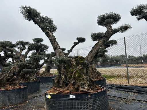 Olijfboom - Olea Europea Pom Pom Secolare 