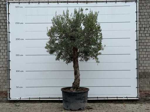 Tronco vecchio dell'ulivo - Olea Europaea - circa 75 anni - altezza circa 260 cm