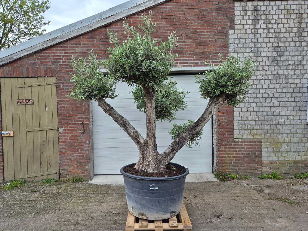 Olijfboom Multibol - Olea Europaea - 100 jaar oud - hoogte ca. 250 cm