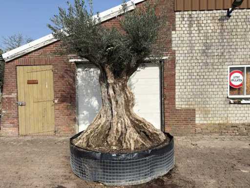Olijfboom bonsai XXL - Olea Europaea - ca. 200 jaar oud - hoogte ca. 290 cm