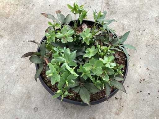 Shrubs - helleboris (6)