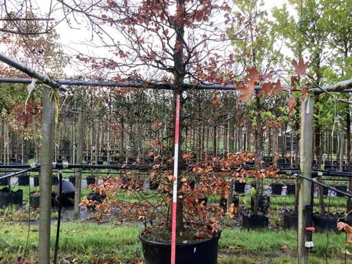 Zielony Buk - Parkboom