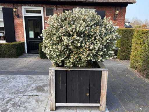 Jardinier cu Osmanthus Burkwoodii cu mai multe tulpini