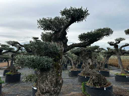  OLEA EUROPEA POM POM SECOLARE  