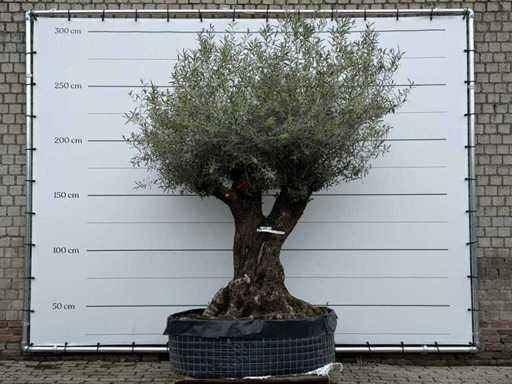 Olive tree Bonsai M - Olea Europaea - approx. 150 years old - height approx. 290 cm