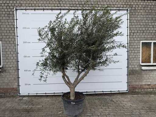 Olijfboom Andalucia XL - Olea Europaea - 75 jaar oud - hoogte ca. 250 cm 