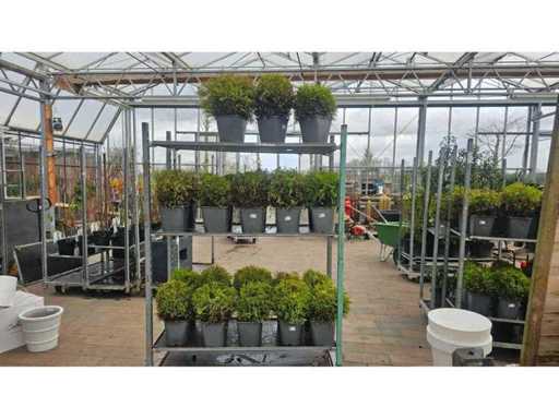 Set de 23 de chiparoși lămâie în formă de bilă - Hardy