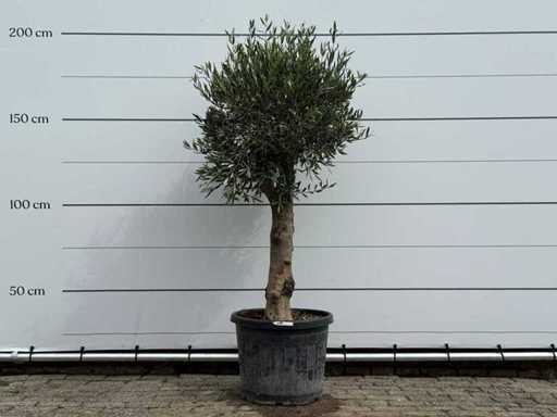 Olivenbaum kugelförmig – Olea Europaea – ca. 40 Jahre alt – Höhe ca. 200 cm