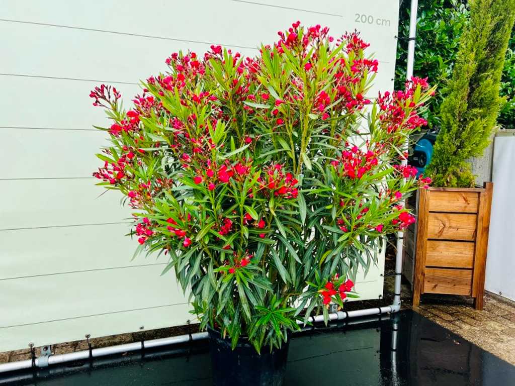 oleander rood 170cm incl pot