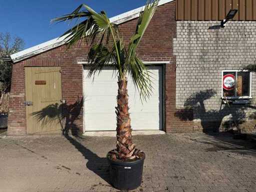 Mexican Fan Palm - Washingtonia Robusta - Height approx. 300 cm