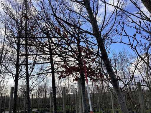 Groene beuk - Leiboom