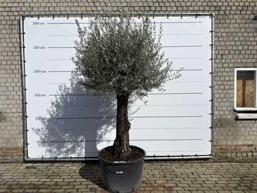 Tronco vecchio d'ulivo - Olea Europaea - circa 120 anni - altezza circa 280 cm