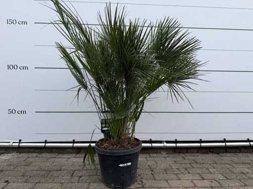 European dwarf palmetto M - Chamaerops Humilis - height approx. 150 cm