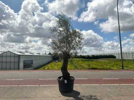 Olijfboom (Olea Europaea Lessini)
