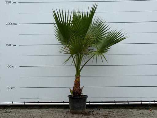 Palma a ventaglio messicana - Washingtonia Robusta - altezza circa 210 cm