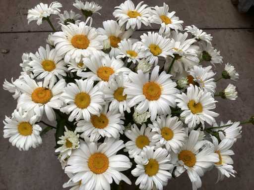 20 Margriet wit, 20 salvia