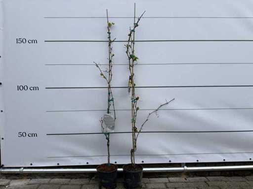 Raisin blanc - Arbre fruitier - Vitis vinifera - Hauteur environ 160 cm (2X)