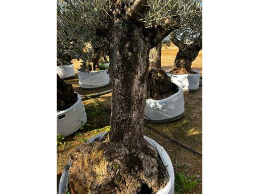  OLEA EUROPEA SECOLARE  