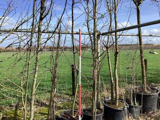 Appelboom - Meerstammige boom (2x)