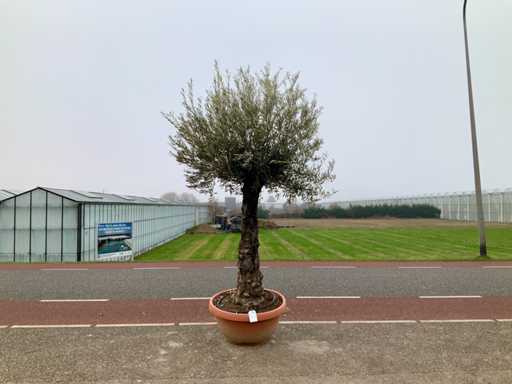 Olijfboom (Olea Europaea Lessini)