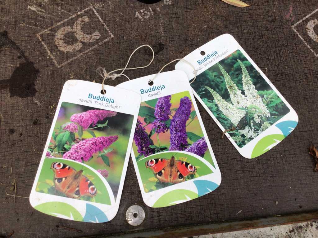 5 Schmetterlingssträucher in verschiedenen Farben
