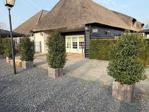 Ghiveci cu Prunus Lusitanica (3x)