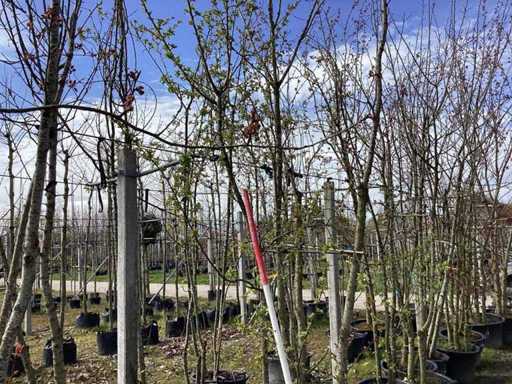 Măr ornamental verde - Pom cu tulpini multiple