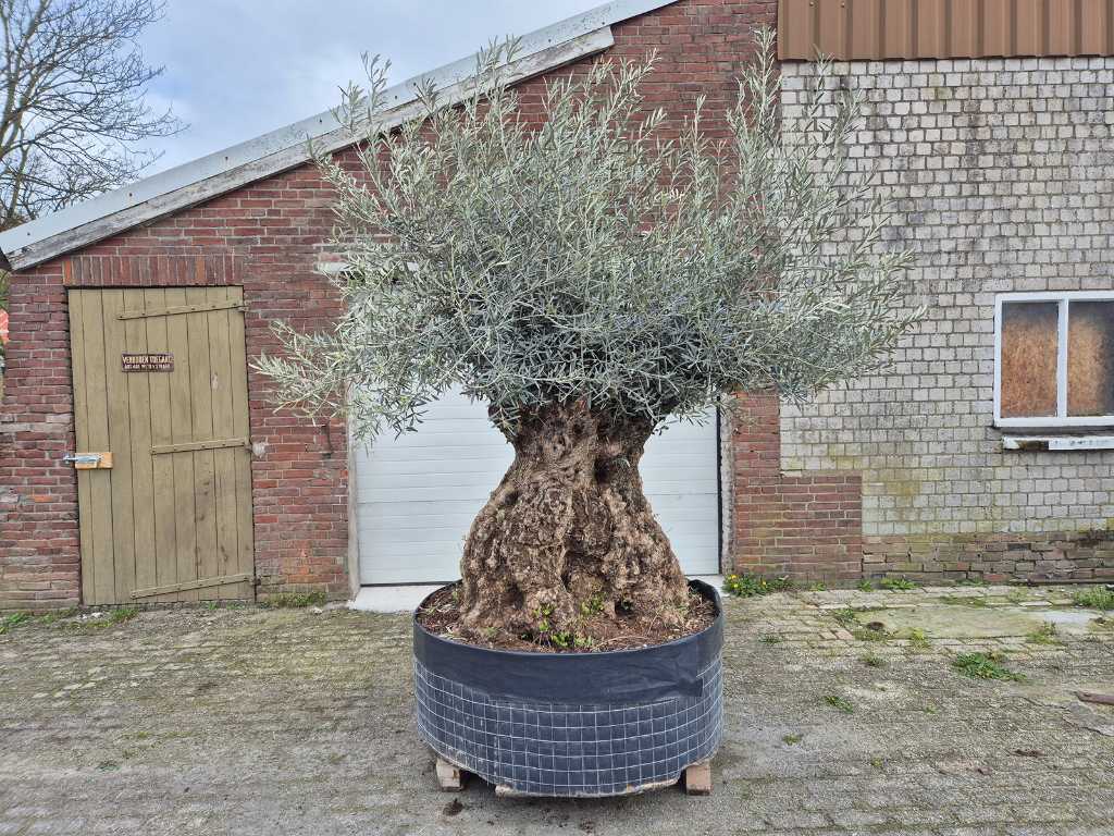 Olijfboom Bonsai XL - Olea Europaea - 300 jaar oud - hoogte ca. 350 cm