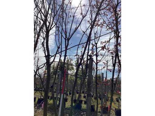 Cireșul ornamental japonez - Pom cu mai multe tulpini