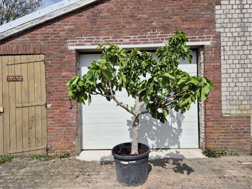 Fig tree - Ficus Carica - Fruit tree - height approx. 200 cm