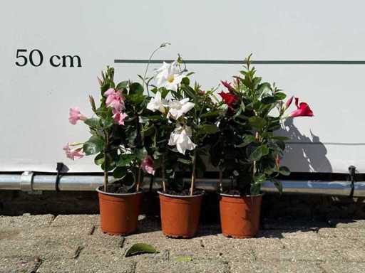 3x Dipladenia piramide mix - Dipladenia Piramide Mix - hoogte ca. 40 cm