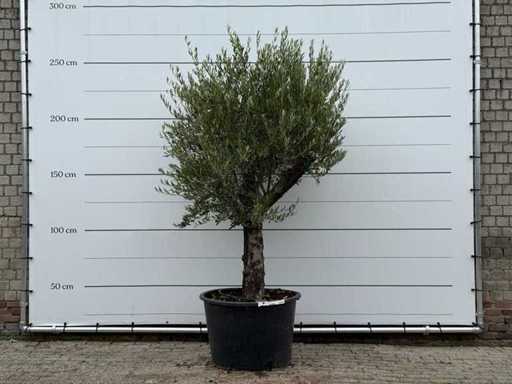 Olijfboom Old Trunk - Olea Europaea - ca. 75 jaar oud - hoogte ca. 250 cm