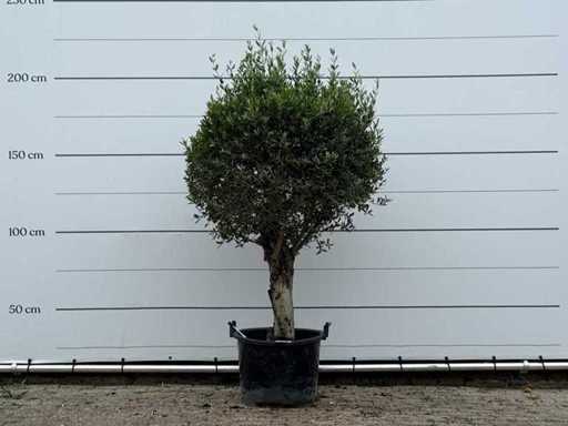 Sfera d'ulivo - Olea Europaea - circa 25 anni - altezza circa 200 cm