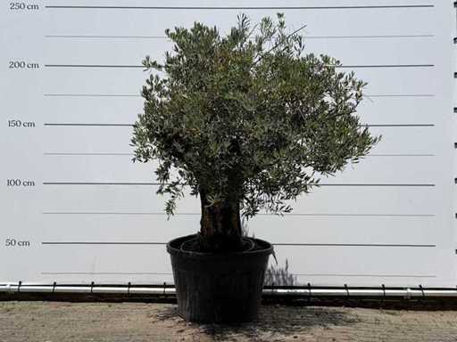 Olive tree Old Skin - Olea Europaea - approx. 75 years old - height approx. 220 cm