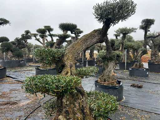 Olivenbaum – Olea Europea Pom Pom Secolare 