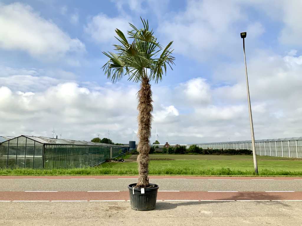 palma (Trachycarpus fortunei)