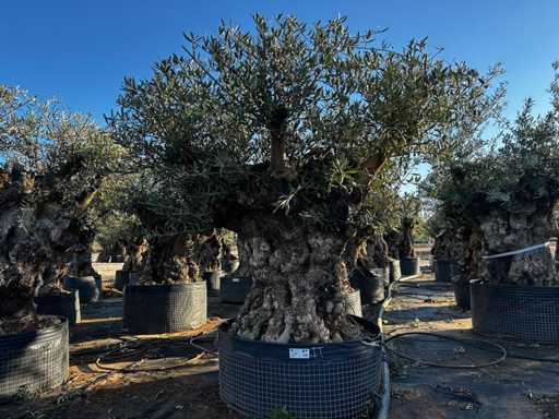 Olive tree in basket Specimen