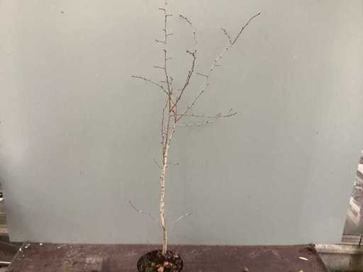 Hawthorn 130-150 (100x)