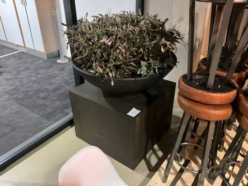 Plantă artistică, măsline cu ghiveci pe cubul de prezentare