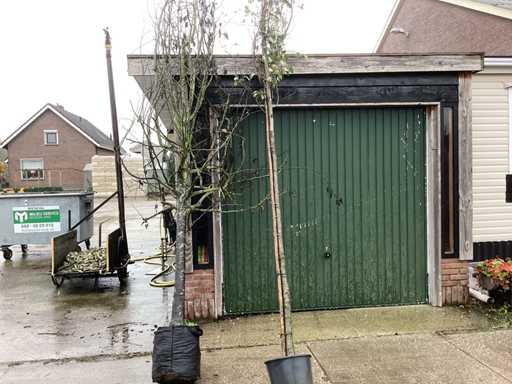 Olcha sercowata – drzewa parkowe (4x)