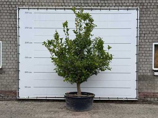 Lemon Tree XL - Limone Agrumato - altezza circa 250 cm