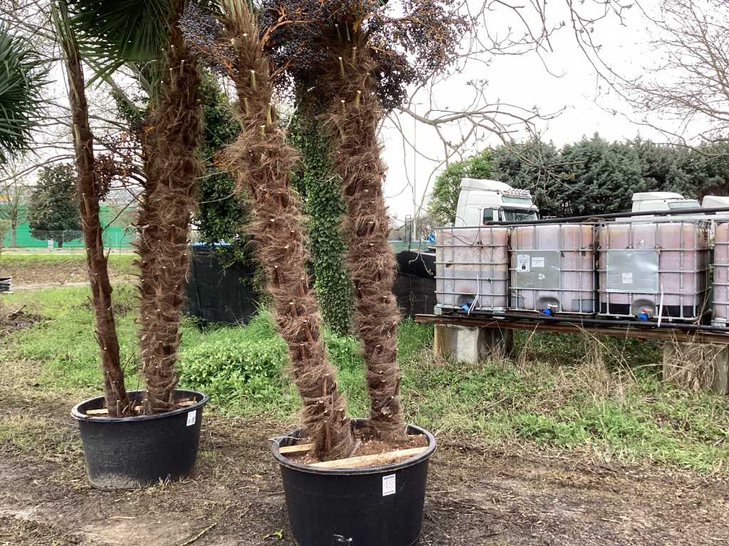 Specimen palm TRACHYCARPUS double in pot