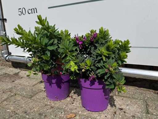 2x Arbusto Wingflower - Polygala Myrtifolia - altezza circa 30 cm