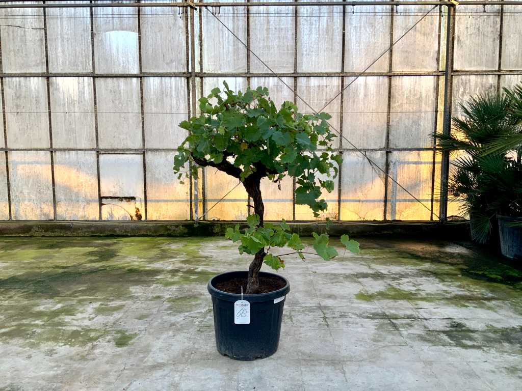 druivenboom (Vitis Vinifera)