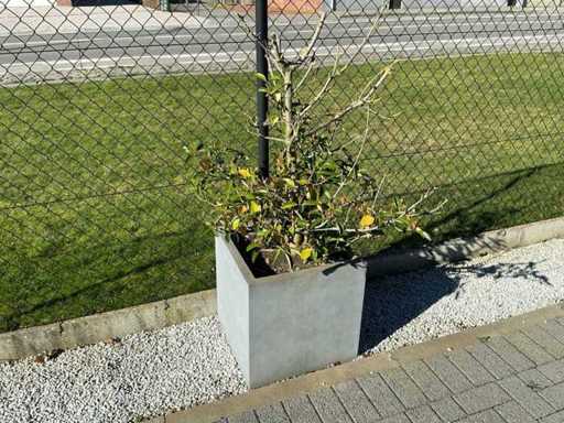 Planten met pot (4x)
