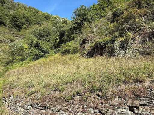 Plot of 966 m² near Cochem center - Germany